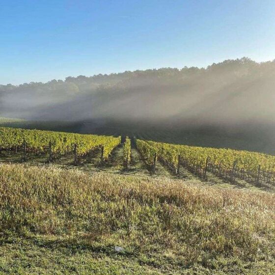 Château Thieuley - Vignobles Famille Courselle - Grand Vin de Bordeaux