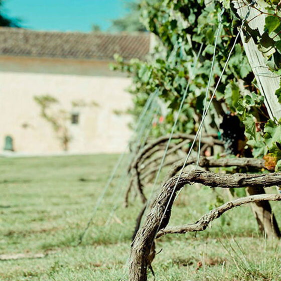 Château Thieuley - Vignobles Famille Courselle - Grand Vin de Bordeaux