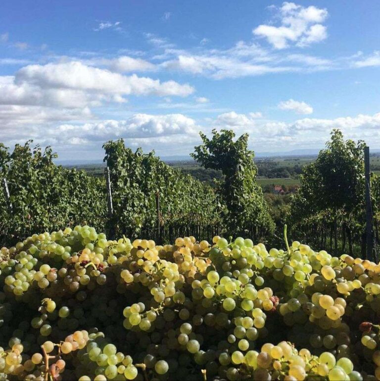 Das Weingut Stern - Individuelle Weine für höchste Ansprüche!