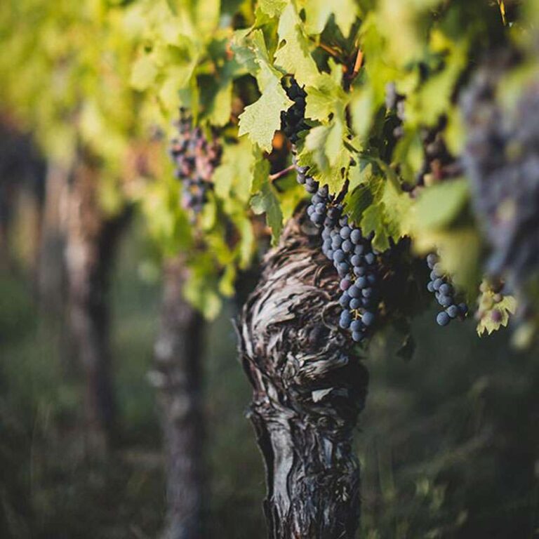 Weingut Höfflin - Leidenschaftlich. Authentisch. Bio.